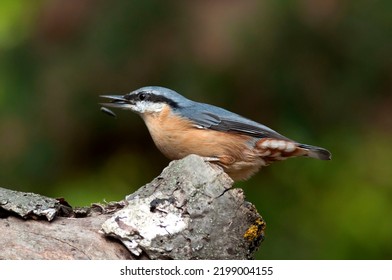 The Eurasian Nuthatch Landed On A Feeder-stump,   Moss Covered Log Foraging For Seeds, Nuts And Dried Mealworms. Europe. Sunflower Seed In The Beak.Birds On Feeder.