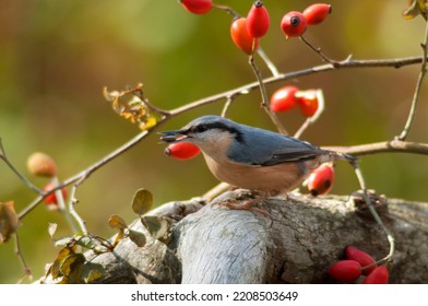 The Eurasian Nuthatch Landed On A Feeder-stump,   Moss Covered Log, Foraging For Seeds, Nuts, Dried Mealworms And Suet Cake, Fat Cake. Europe,autumn, October, Sunny Day In Garden.