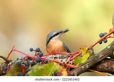 The Eurasian Nuthatch Landed On A Feeder-stump,   Moss Covered Log Foraging For Seeds, Nuts, Dried Mealworms And Suet Cake, Fat Cake. Europe.Bird Is Eating Sunfower Seeds.