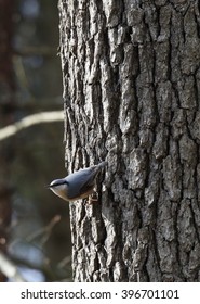 The Eurasian nuthatch on tree in spring Bialowieza Forest stand