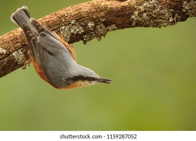 Eurasian Nuthatch, Sitta Europaea)
