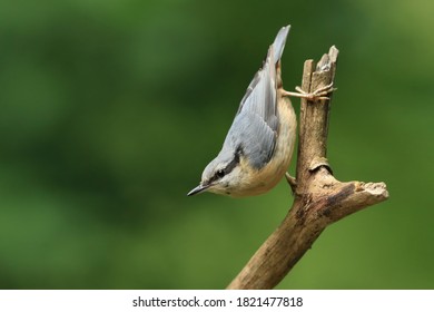 Eurasian nuthatch (Sitta europaea) sits on the branch. nuthatch in the nature habitat. Wildlife scene from forest.
