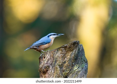 The Eurasian nuthatch (Sitta europaea) stands on a tree stump with sunflower seeds in its beak. Autumn colors, beautiful bokeh.