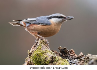The Eurasian nuthatch or wood nuthatch (Sitta europaea) is a small passerine bird with blue back and orange lower part of body. white head with black mask. Garden bird eat some seeds. Winter time.
