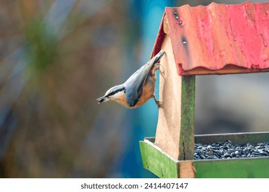 The Eurasian nuthatch or wood nuthatch (Sitta europaea) is a small passerine bird with blue back and orange lower part of body. Bird is sitting on bird feeder with sunflower seeds