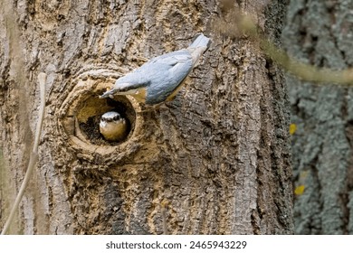 The Eurasian nuthatch or wood nuthatch, Sitta europaea, in flight - Powered by Shutterstock