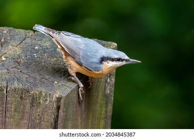 The Eurasian nuthatch or wood nuthatch is a small passerine bird found throughout the Palearctic and in Europe, where its name is the nuthatch