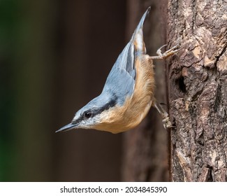 The Eurasian nuthatch or wood nuthatch is a small passerine bird found throughout the Palearctic and in Europe, where its name is the nuthatch