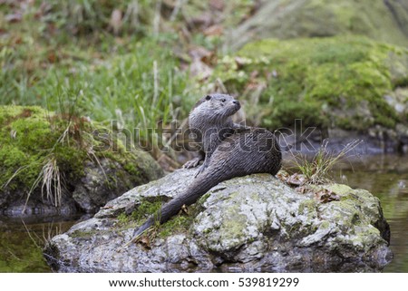 Similar – Image, Stock Photo snail family Nature Meadow