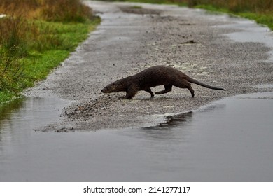 Eurasian Otter Crossing A Quiet Road, Scotland