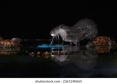 Eurasian Otter eating at night along a river in Scotland