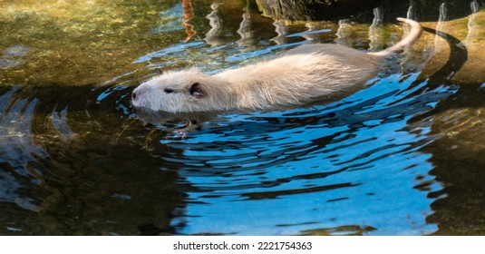 The Eurasian otter, also known as the Old World otter, is a semi-aquatic mammal native to Eurasia. - Shutterstock ID 2221754363