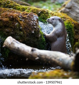 Eurasian Otter (Lutra Lutra)