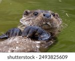 Eurasian Otter (Lutra lutra) Adult relaxing on back floating on water surface.