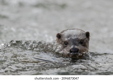 Eurasian otter (Lutra lutra). Bieszczady Mountains, the Carpathians, Poland.