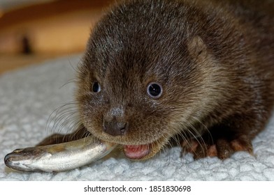 Eurasian Otter (Lutra Lutra) Cub,orphan,eating Fish, In Care.