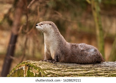 Eurasian otter (Lutra lutra) in detail
