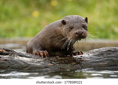 34,097 Otter Images, Stock Photos & Vectors 