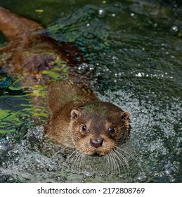Eurasian Otter (Lutra lutra) Immature male swimming with head above water through bubbles.