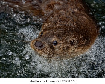 Eurasian Otter (Lutra lutra) Immature male swimming with head above water through bubbles.