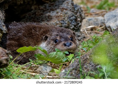 Eurasian Otter (Lutra lutra) Immature male resting close head portrait.