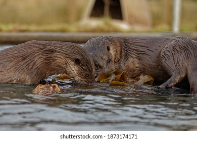 Eurasian Otter (Lutra lutra) Immature siblings playing with kelp,in care.