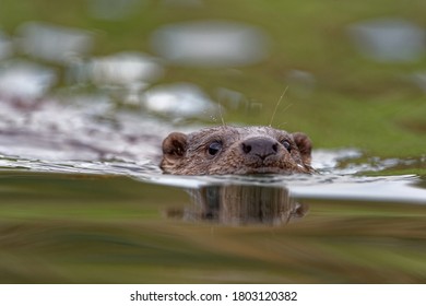 Eurasian Otter (Lutra lutra) Juvenile,swimming,head above water.