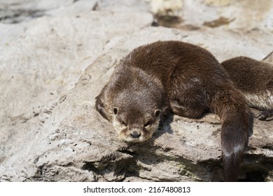 Eurasian otter or Lutra lutra, also known as the European or Eurasian river otter, common otter, and Old World otter, is a semiaquatic mammal native to Eurasia.