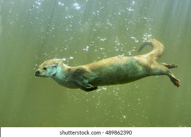 Eurasian Otter (Lutra Lutra) Swimming Underwater

