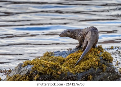 Eurasian Otter On A Kelp Covered Rock At The Edge Of A Scottish Sea Loch