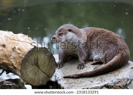 Eurasian otter in the wild near the river