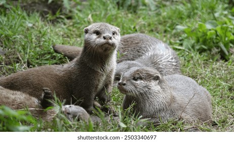 Eurasian otters (Lutra lutra) at the New Forest Wildlife Park - Powered by Shutterstock