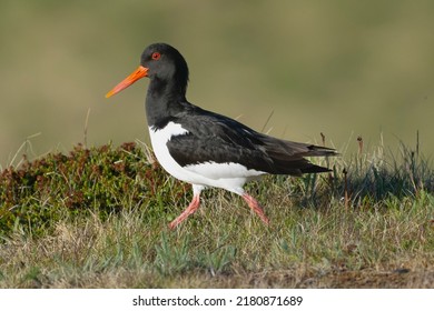 Eurasian oystercatcher (common pied oystercatcher, palaearctic oystercatcher) - Haematopus ostralegus - on green grass in the morning light. Photo from Ekkeroy at Varanger Penisula in Norway.