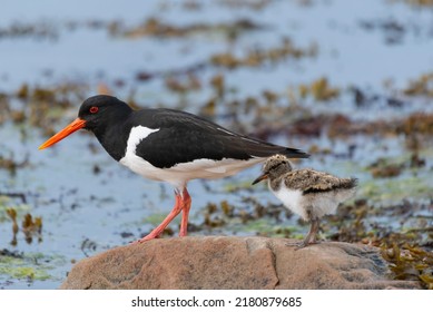 Eurasian oystercatcher (common pied oystercatcher, palaearctic oystercatcher) - Haematopus ostralegus - with chick on stone with brown seaweed. Photo from Nesseby at Varanger Penisula in Norway.