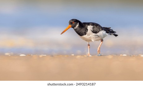 Eurasian Oystercatcher (Haematopus ostralegus) or Common Pied Oystercatcher. Bird Wading in shallow Water of Wetand in the Netherlands. Wildlife Scene of Nature in Europe with Bright Background.