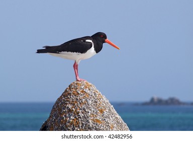 Eurasian Oystercatcher (Haematopus Ostralegus) On A Rock, Isles Of Scilly UK.