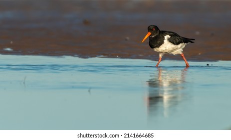 Eurasian Oystercatcher (Haematopus Ostralegus) Wading Through Water, Norfolk, UK