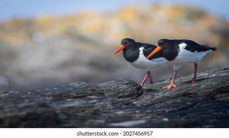 Eurasian oystercatcher (Haematopus ostralegus) walking on land with negative space