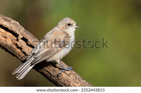 Eurasian penduline tit, Remiz pendulinus. A bird sitting on a branch on a beautiful green background
