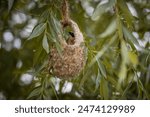  Eurasian Penduline tit sits in the nest (Remiz pendulinus) on a willow branch, has wool in its beak, and looks toward the camera lens with a green background on a cloudy summer day.