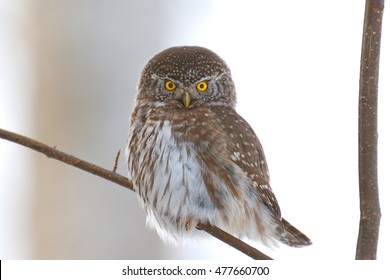 Eurasian Pygmy Owl