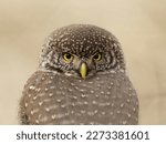 Eurasian pygmy owl (Glaucidium passerinum) closeup looking back in the forest in fall.