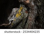 Eurasian pygmy owl ( Glaucidium passerinum ) in the hollow of a tree. Wildlife scene from nature. Owl looking at the camera. Detail struture a tree. Portrait of small owl.