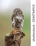 Eurasian Pygmy Owl (Glaucidium passerinum) on a branch.   
                          