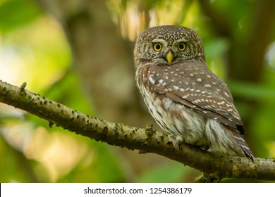 Eurasian Pygmy Owl, Glaucidium Passerinum