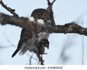 Eurasian Pygmy Owl (Glaucidium Passerinum) With Shrew On It's Claws.