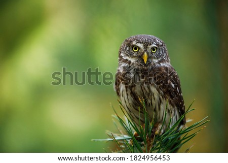 Eurasian pygmy owl, Glaucidium passerinum, perched on top of pine. The smallest owl in Europe. Beautiful bird of prey isolated on green blurred background. Wildlife scene from nature.