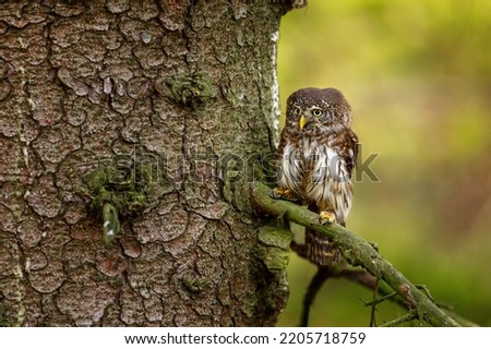 Eurasian pygmy owl, Glaucidium passerinum, perched on branch tightly at spruce trunk. The smallest owl in Europe. Beautiful bird of prey with yellow eyes. Fluffy tiny owl in forest. Wildlife.