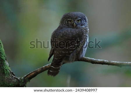 Eurasian pygmy owl, Glaucidium passerinum, the smallest owl in Europe
