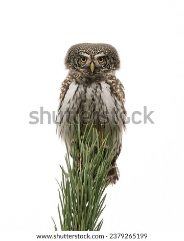 Eurasian pygmy owl on the top of bruce tree isolated on white background